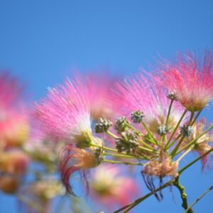 אלביציה ורודה