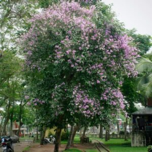 לגרסטרמיה הודית (Lagerstroemia Indica)