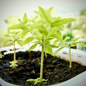 לואיזה לימונית